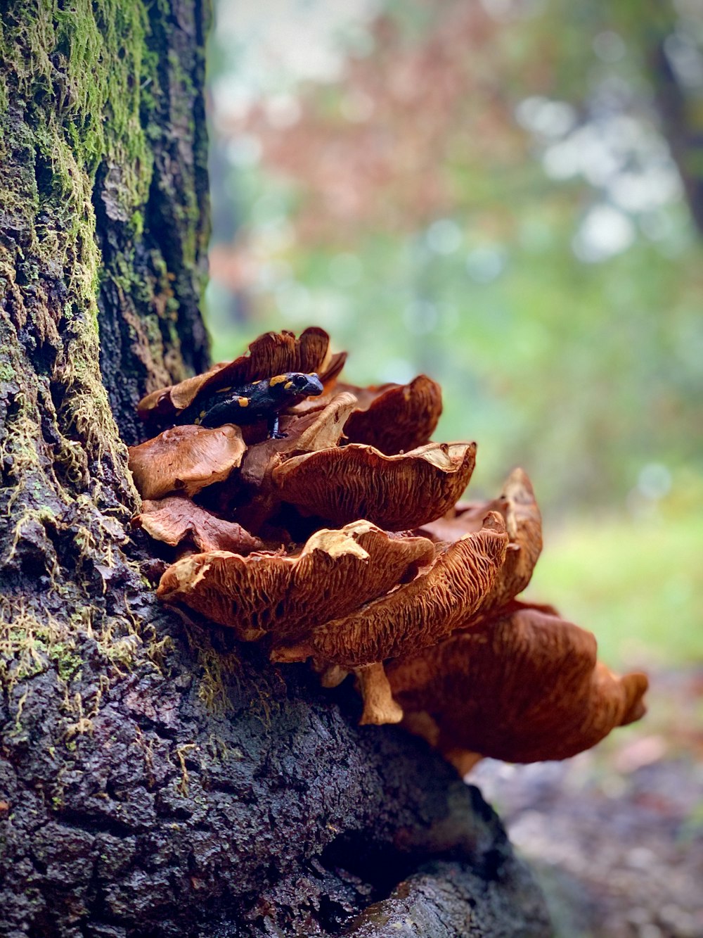 brown mushroom on brown tree trunk