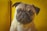 A pug with a light brown coat sits against a vibrant yellow background, looking directly at the camera with large, expressive eyes. The dog has a wrinkled face and slightly floppy ears.