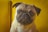 A pug with a light brown coat sits against a vibrant yellow background, looking directly at the camera with large, expressive eyes. The dog has a wrinkled face and slightly floppy ears.