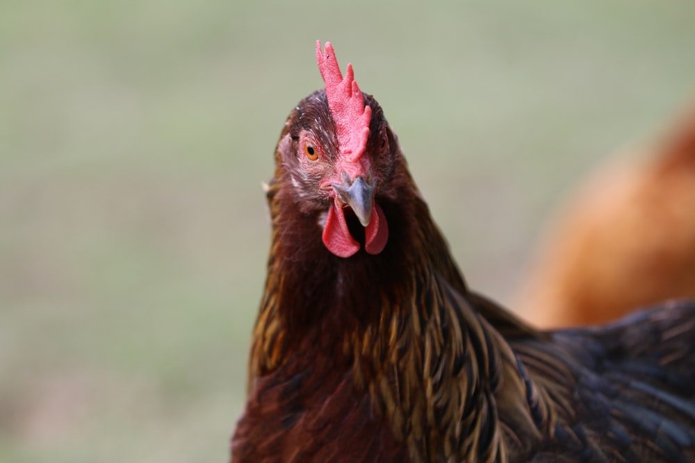 brown hen in close up photography