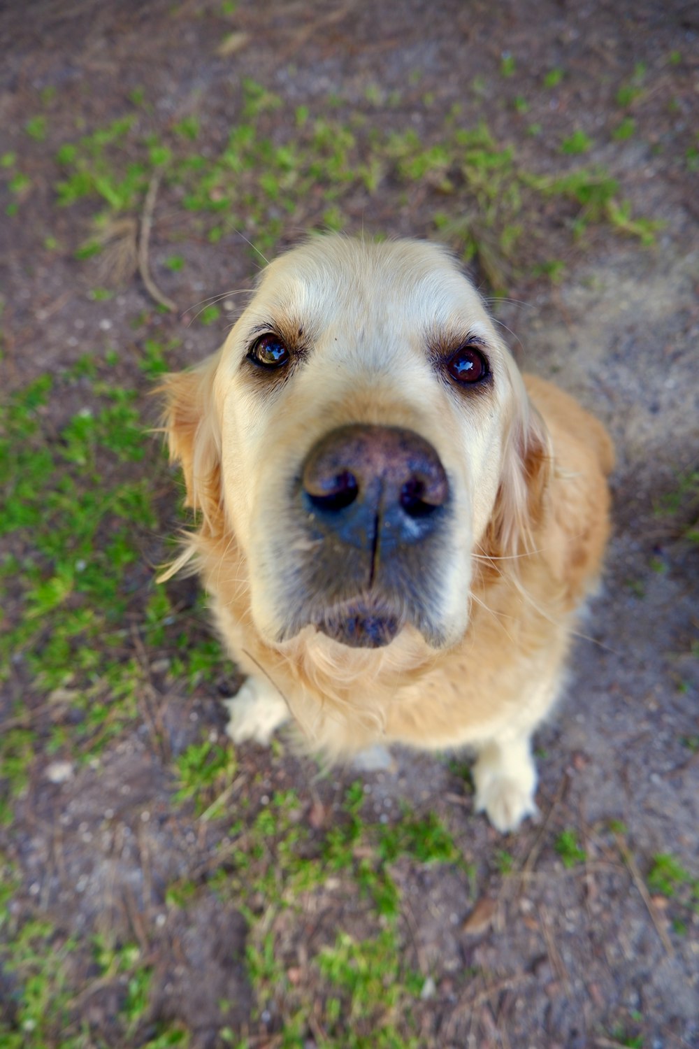 golden retriever sitting on ground