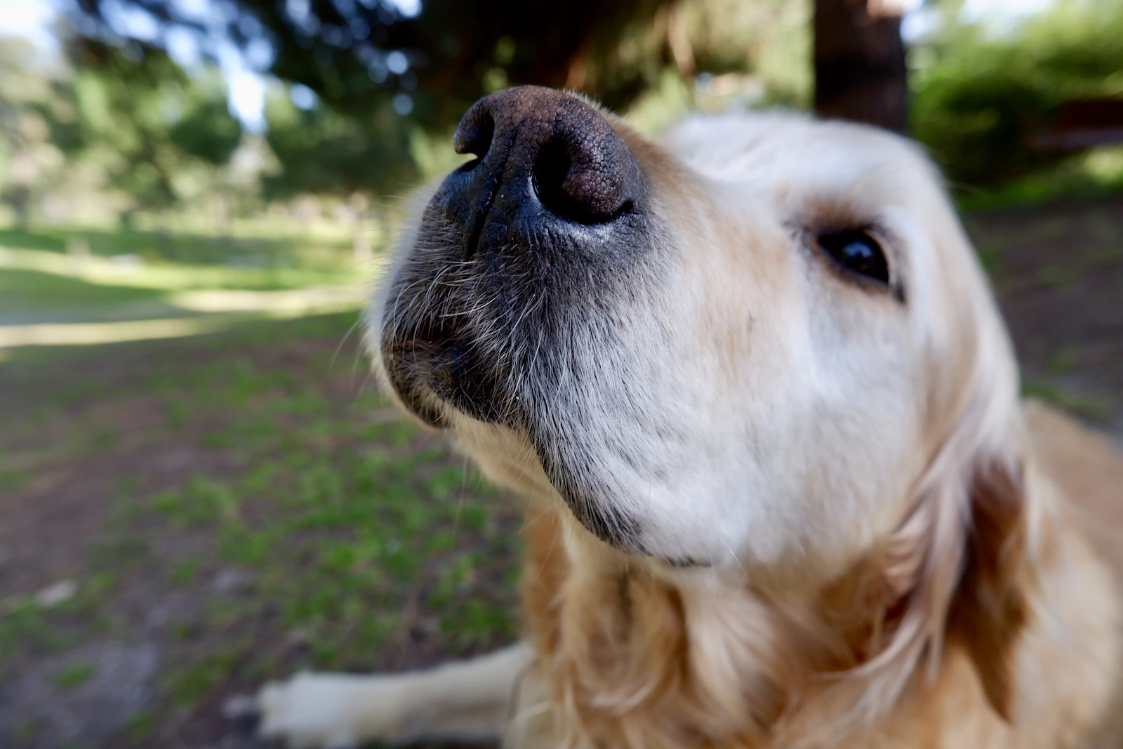 Golden Retriever lying on grass field, photo by Ze Maria on Unsplash
