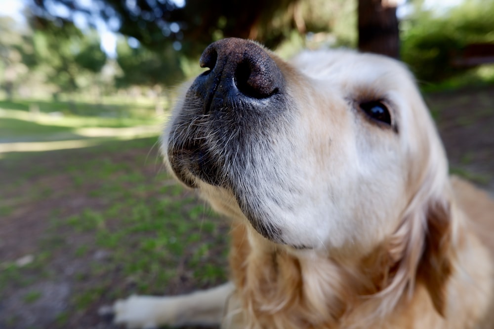 Golden Retriever tumbado en el campo de hierba durante el día