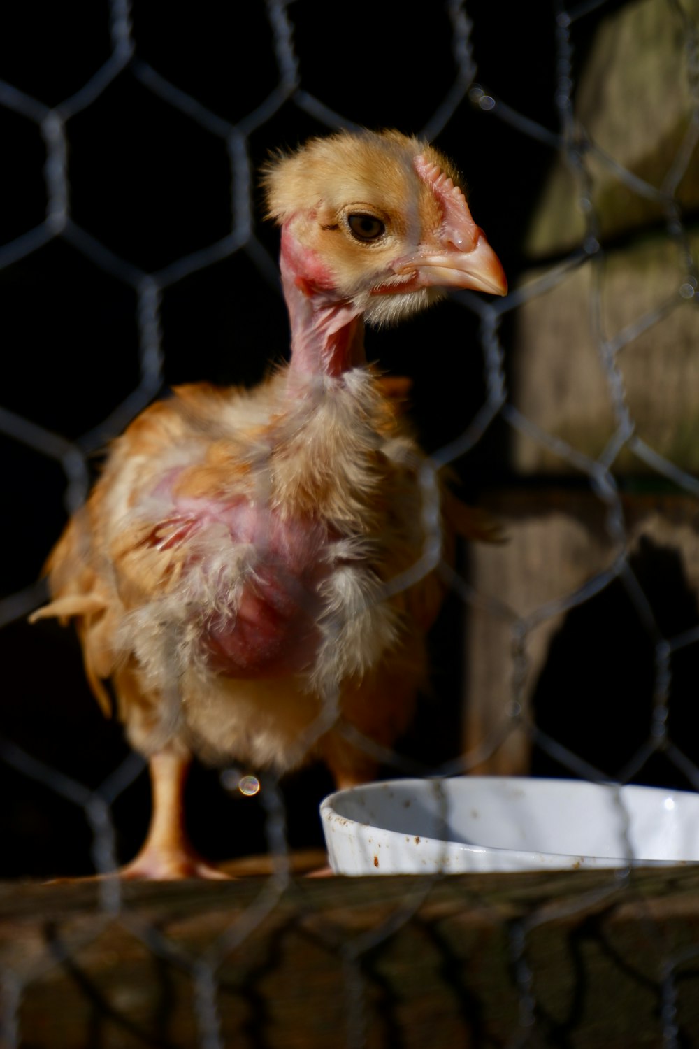 brown chicken on gray metal cage