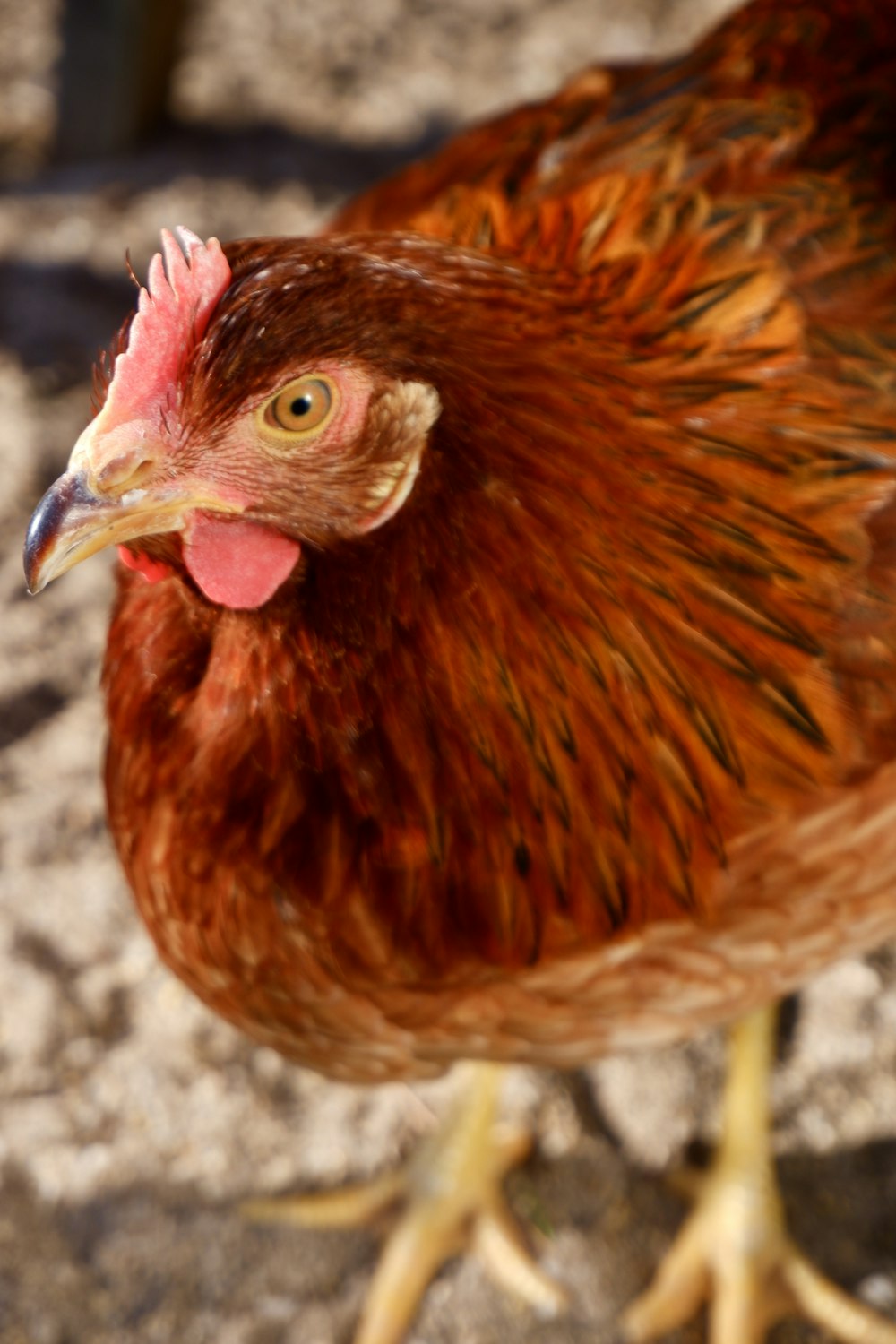 brown hen on gray concrete floor