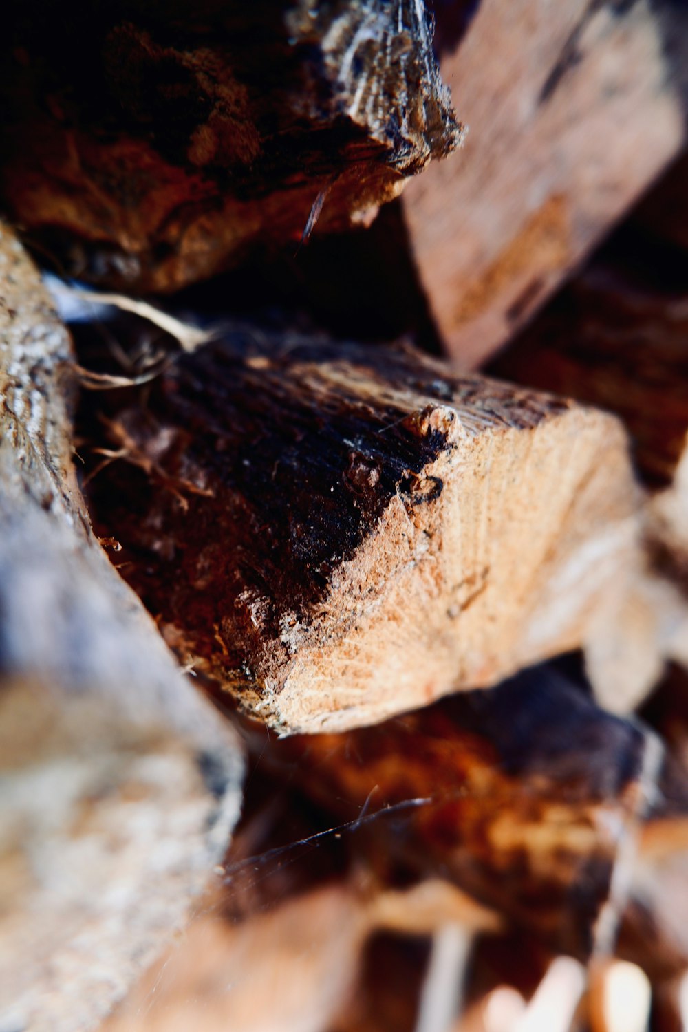 brown and white wood log