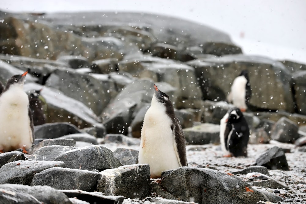 penguins on gray rock during daytime
