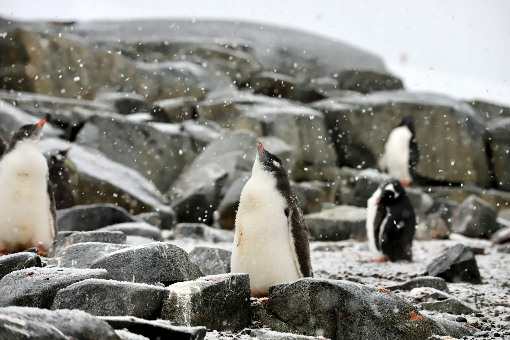 Penguins in the snow