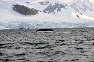 A whale's tail emerges from the ocean against a backdrop of snow-covered mountains and icy cliffs.
