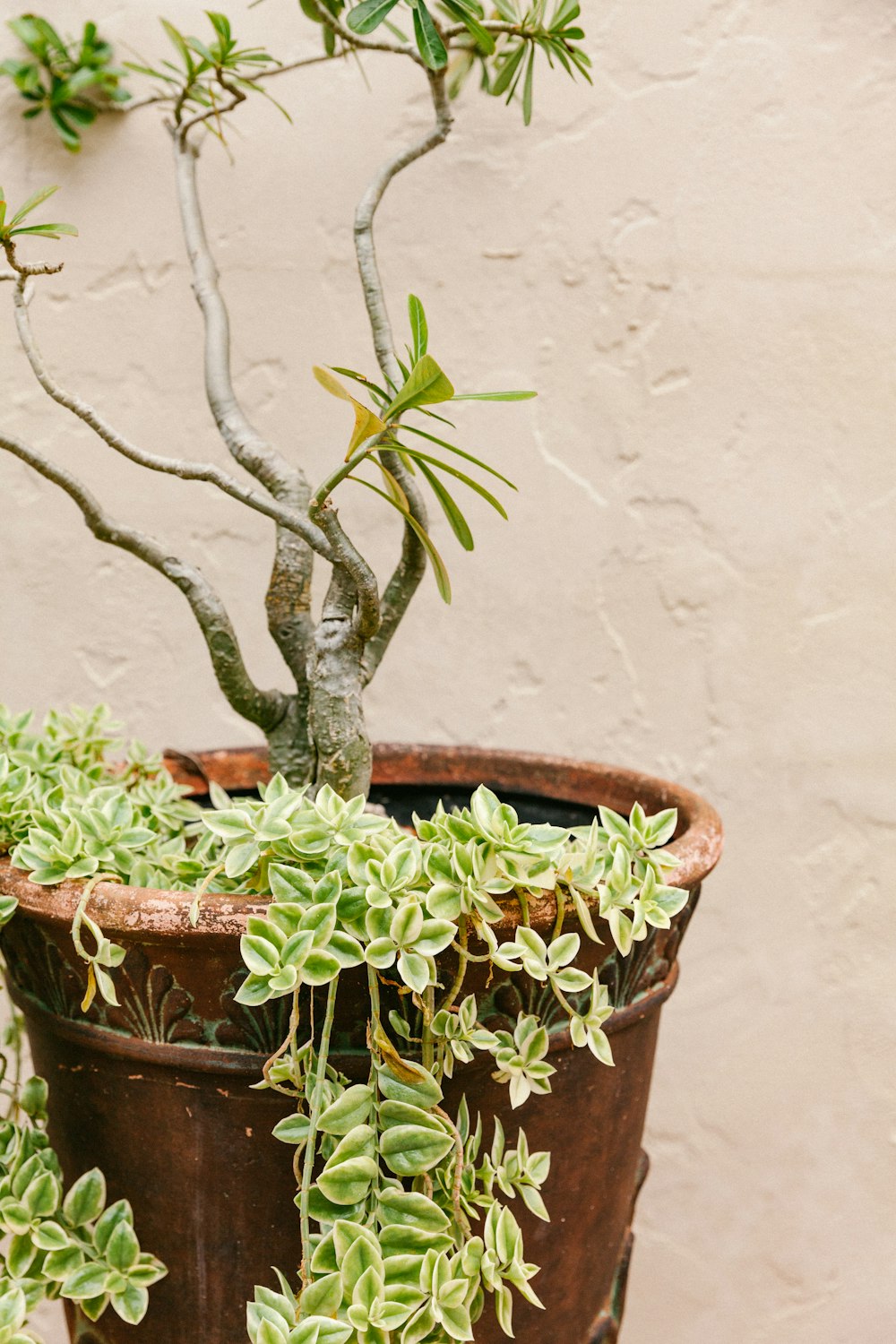 green plant on brown clay pot