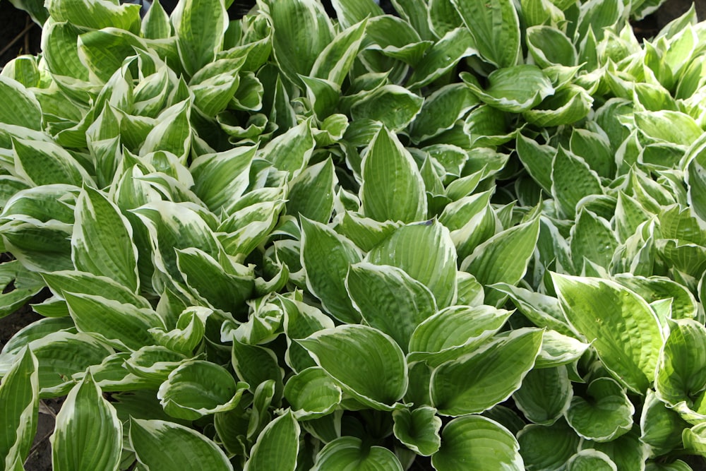 green leaves plant during daytime