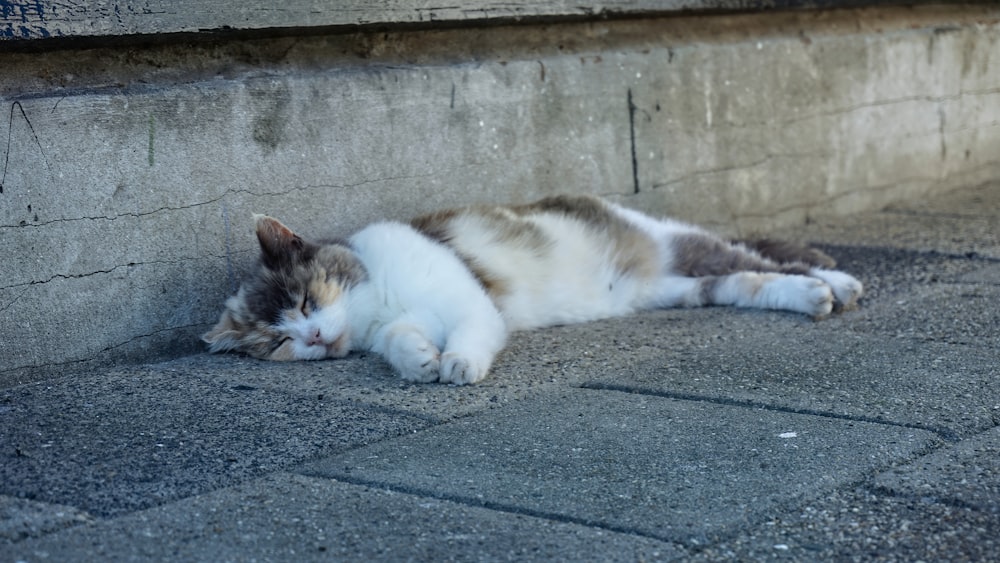 white and black cat lying on gray concrete floor