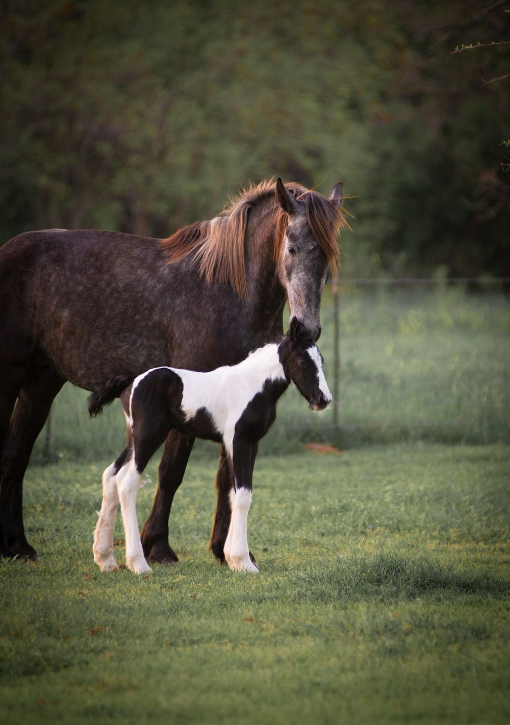 brown and white horse on green grass field during daytime