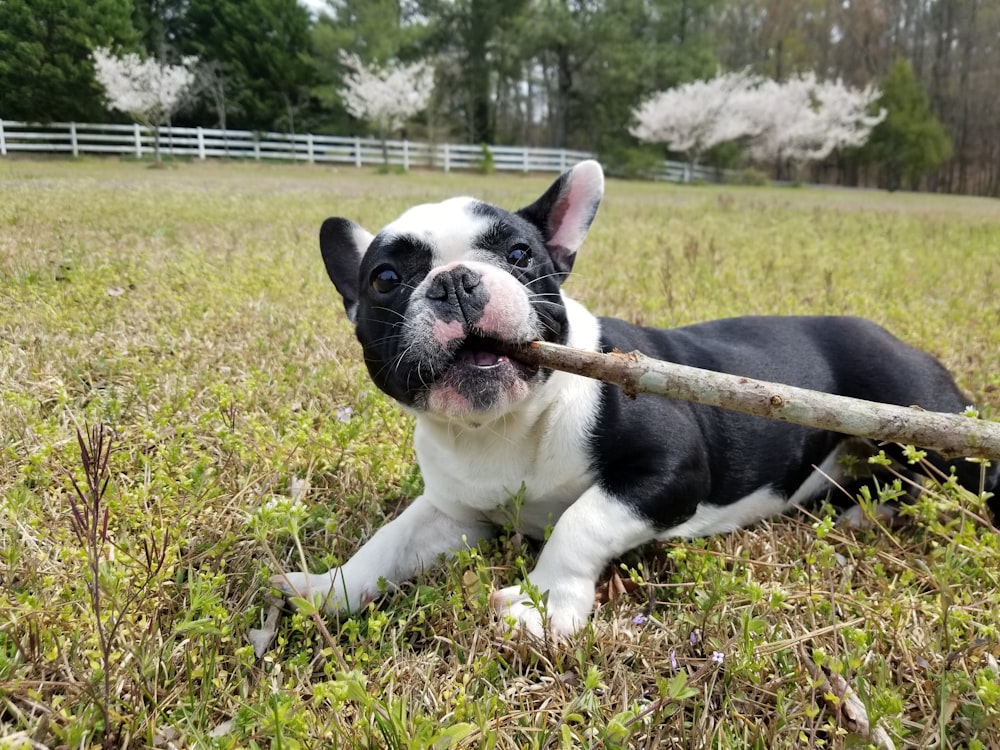 black and white french bulldog on green grass field during daytime