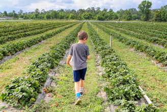 A child walks between the rows of a lush green field filled with strawberry plants under a partly cloudy sky. In the distance, other people work near the plants. The field is surrounded by trees, suggesting a rural or farm setting.