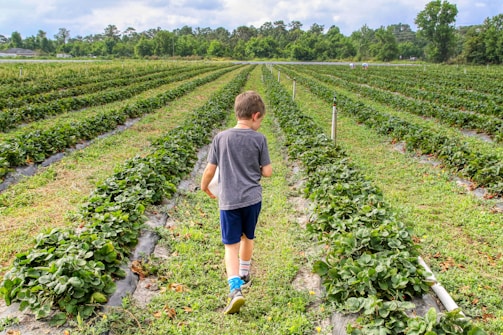 A child walks between the rows of a lush green field filled with strawberry plants under a partly cloudy sky. In the distance, other people work near the plants. The field is surrounded by trees, suggesting a rural or farm setting.