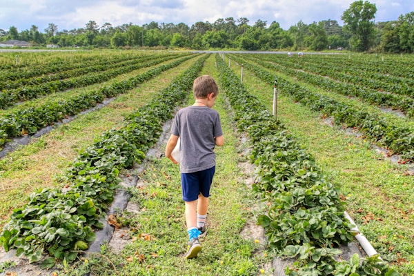 boy in gray t-shirt walking on green grass field during daytime
