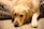 An elderly golden retriever happily using a warm-toned peludora dog ramp with a soft carpeted finish.