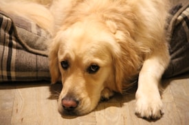 A golden retriever rests its head on a soft, plaid-patterned bed. The dog's fur is thick and golden, contrasting with the darker tones of the bed. The background consists of a hardwood floor, adding a warm tone to the scene.