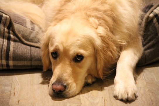 A golden retriever rests its head on a soft, plaid-patterned bed. The dog's fur is thick and golden, contrasting with the darker tones of the bed. The background consists of a hardwood floor, adding a warm tone to the scene.