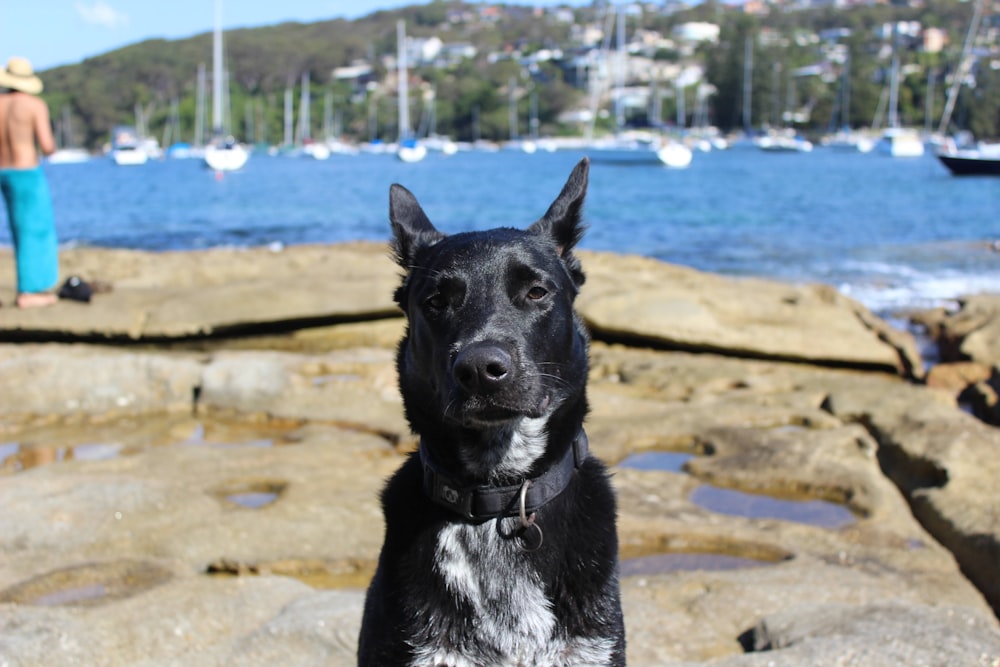 black and white short coated dog sitting on brown sand during daytime