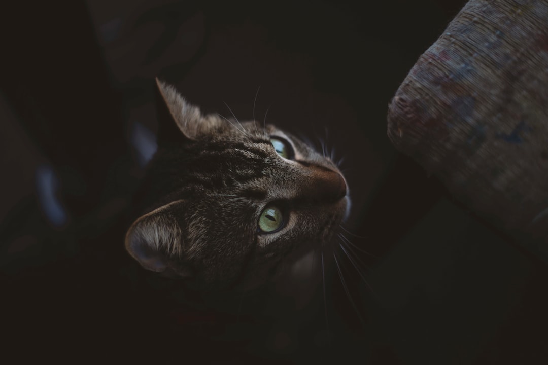 brown tabby cat in black background