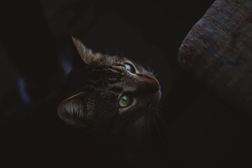 brown tabby cat in black background