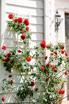 red and green flower wreath