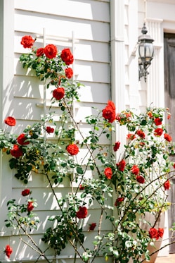red and green flower wreath