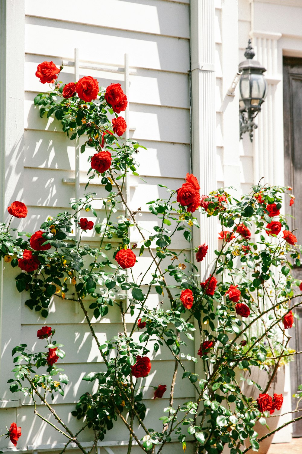 red and green flower wreath