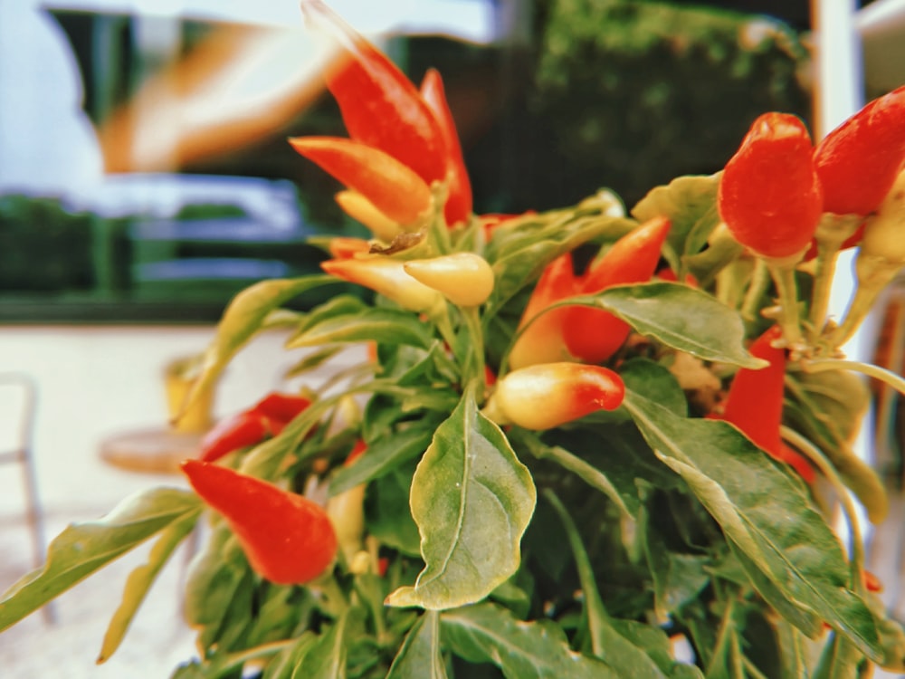 red and yellow flower in tilt shift lens