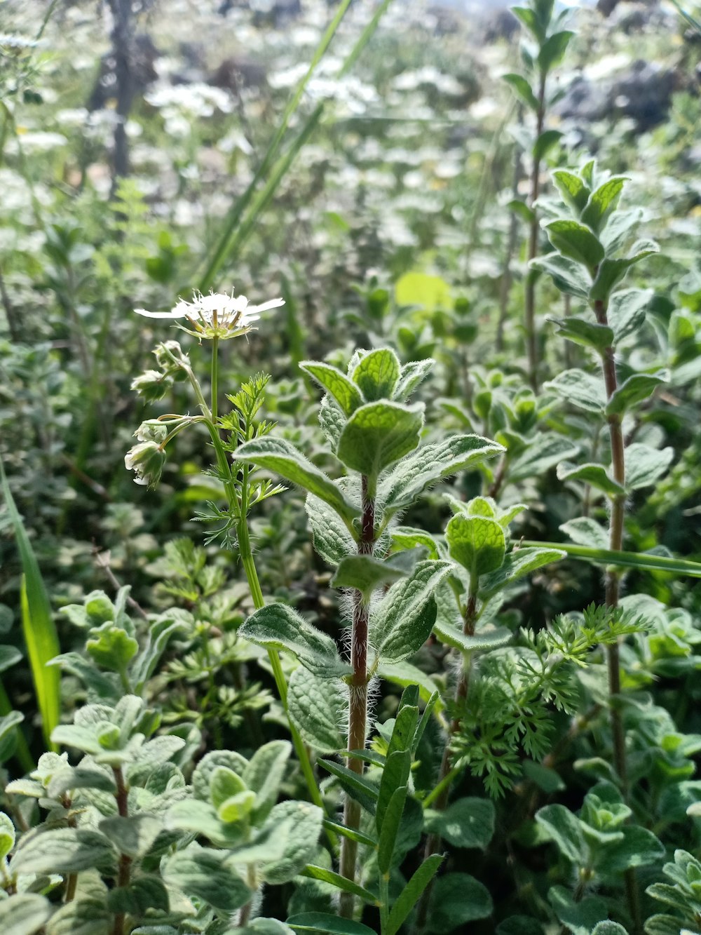 green plant with white flower