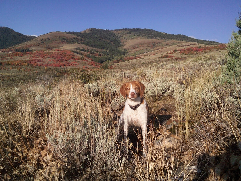 brown and white short coated dog on brown grass field during daytime