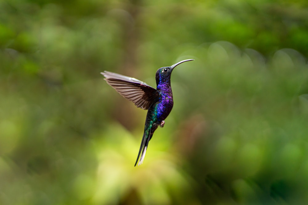 blauer und grüner Kolibris fliegt tagsüber