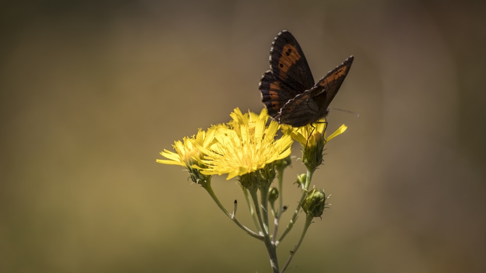 brown and black butterfly on yellow flower