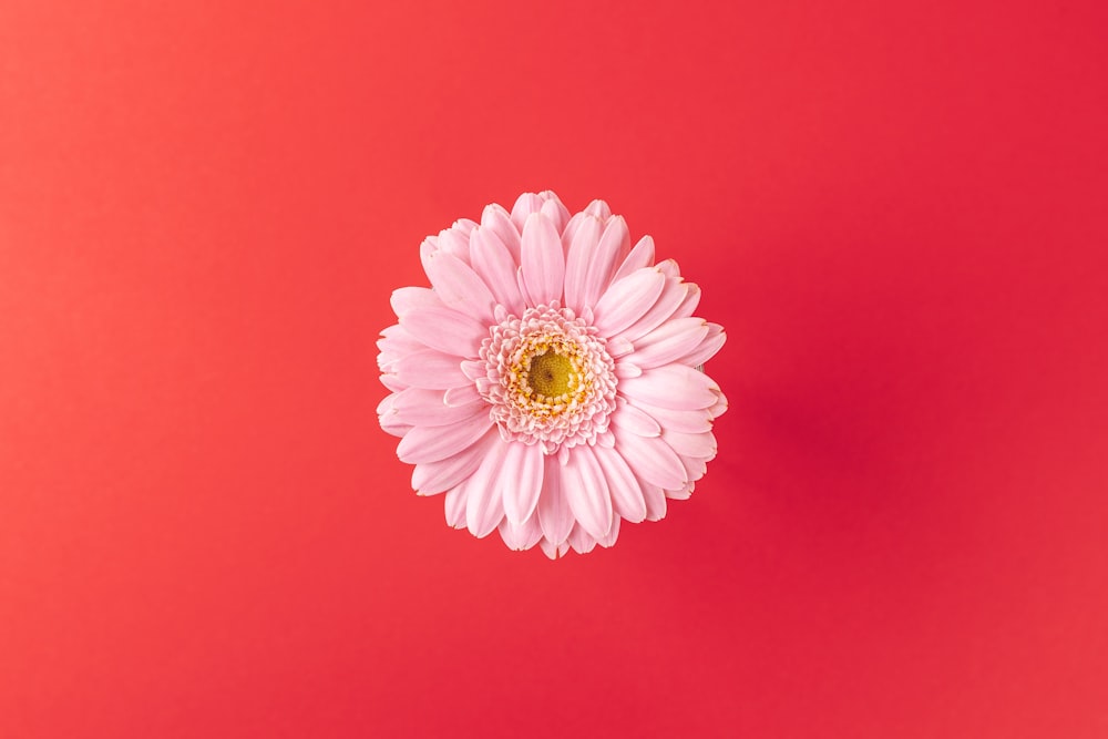 flor rosa e branca no fundo vermelho