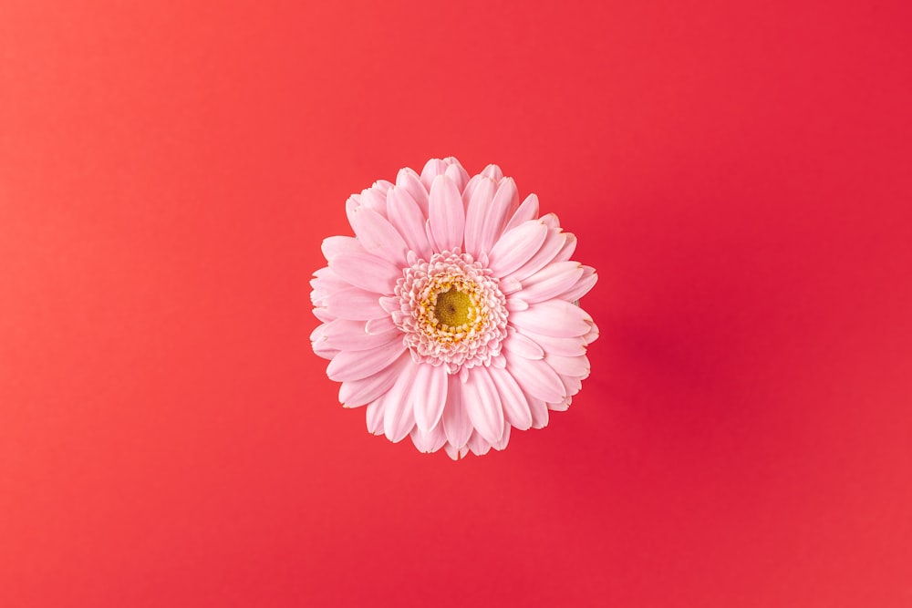 pink and white flower on red background