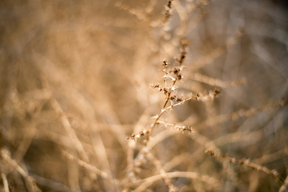 brown plant in tilt shift lens