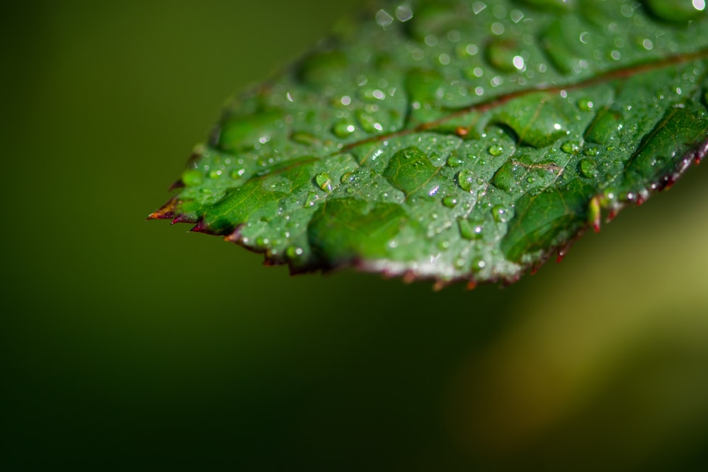 water droplets on green leaf