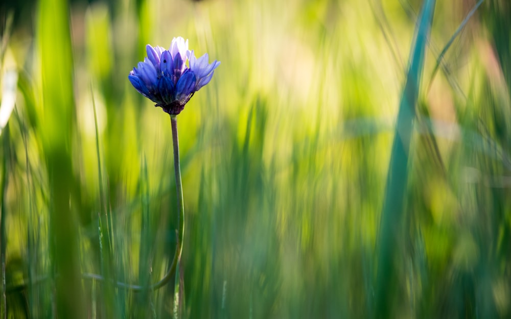 blue flower in green grass field