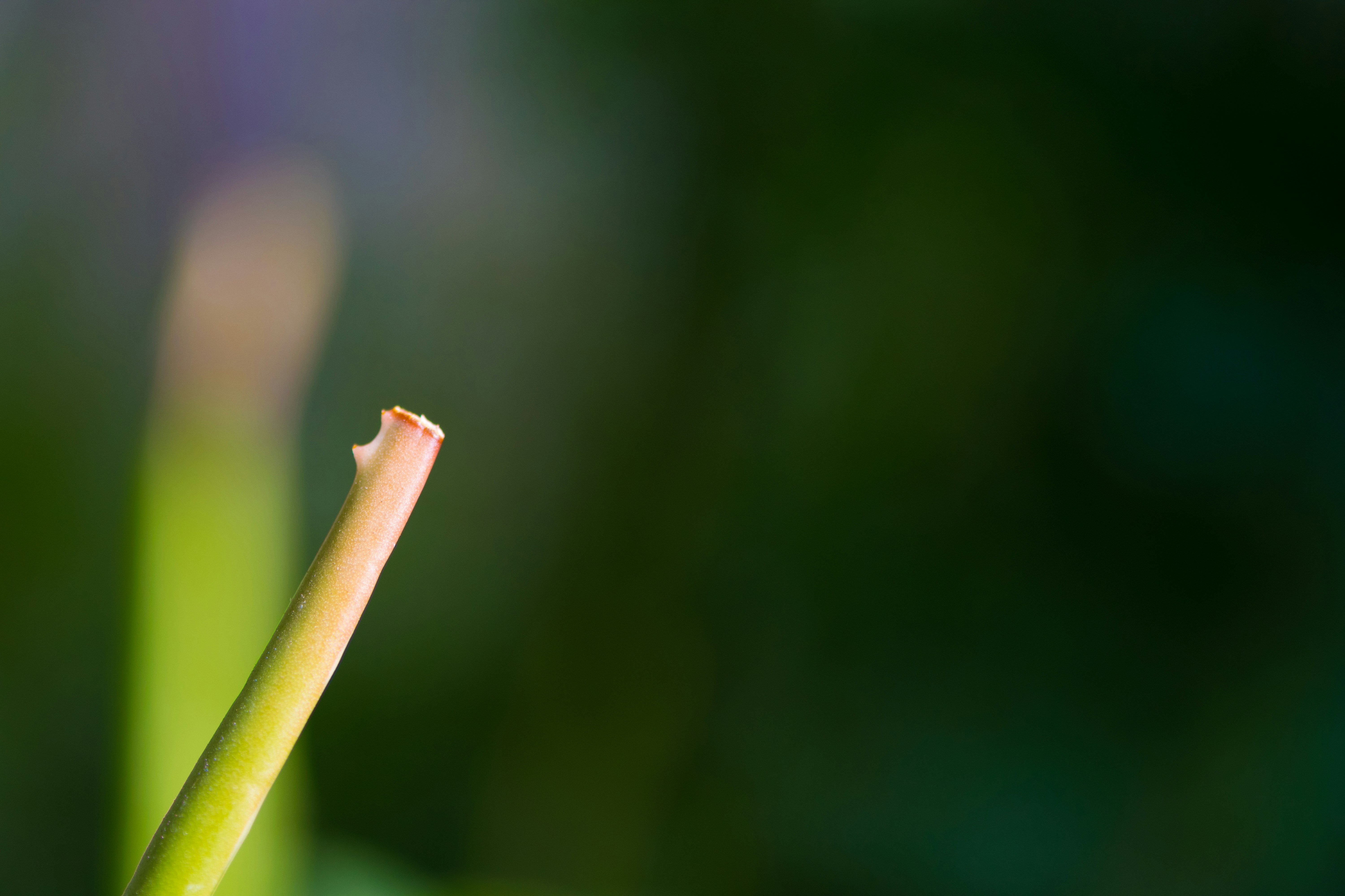 Photo by hnl_mini_adventures