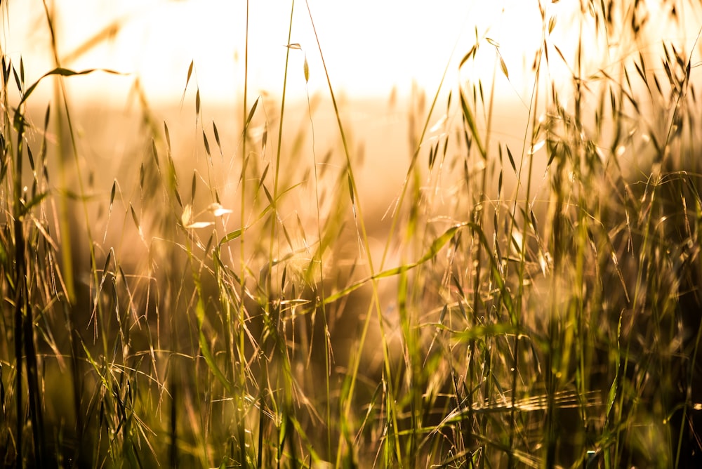 green grass field during daytime