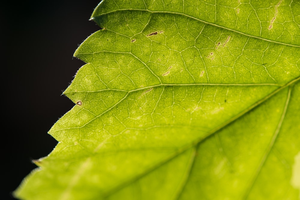 green leaf in close up photography