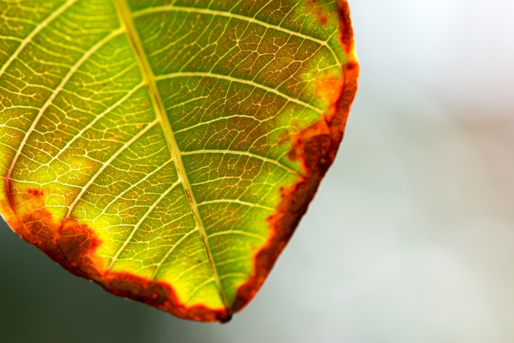 green and brown leaf in close up photography