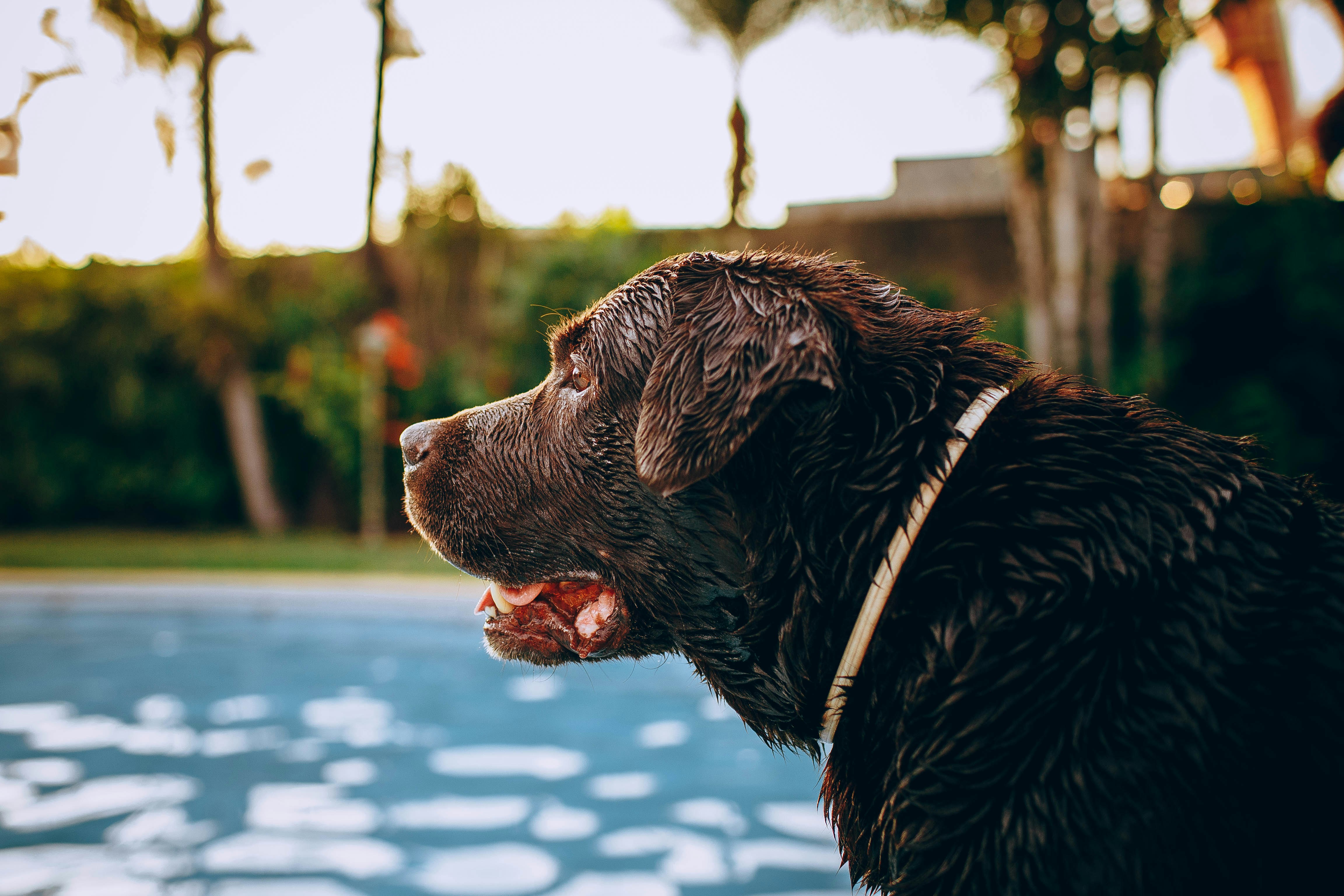 black labrador retriever near swimming pool during daytime