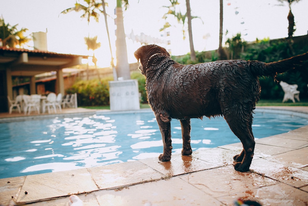 black short coated dog standing on swimming pool during daytime