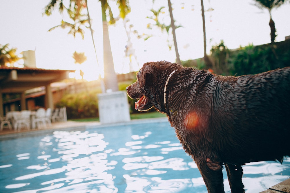 a brown dog standing next to a swimming pool