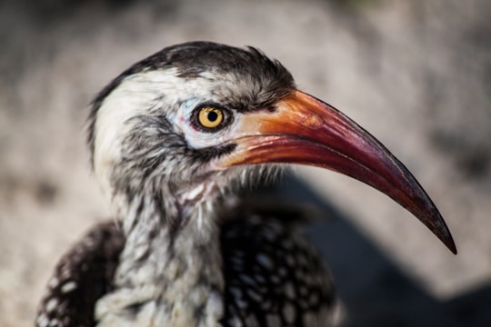 black and white bird in close up photography in Okavango Delta Botswana