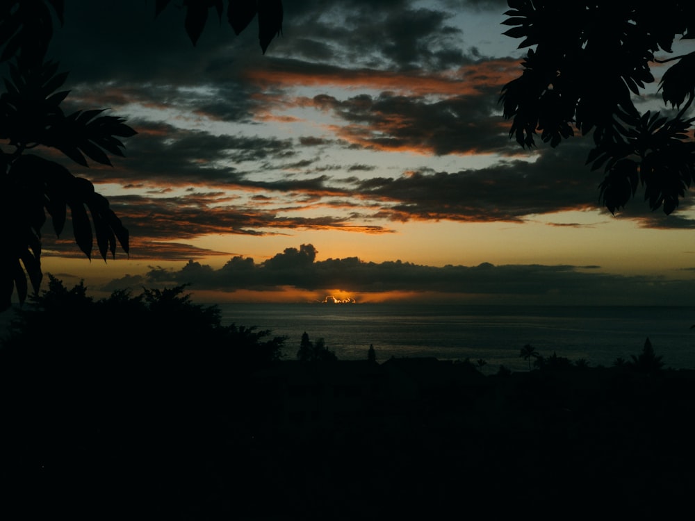 silhouette of trees during sunset