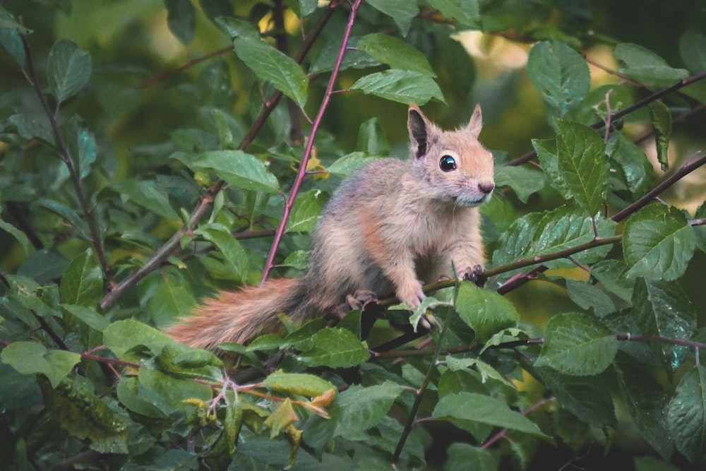 brown squirrel on green tree during daytime